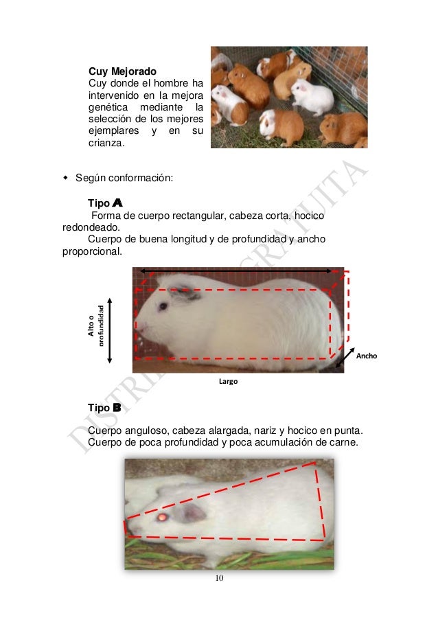 concentrado para cuyes pdf free